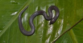 Herontdekking van een ongrijpbare slang in Tobago