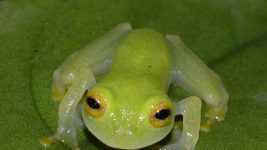 Beschermingsstatus van Trinidad & Tobago Frogs bijgewerkt op IUCN 2020 v3