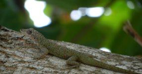 Mannelijke bronzen anole hagedissen vierkant uit!