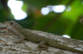 Mannelijke bronzen anole hagedissen vierkant uit!