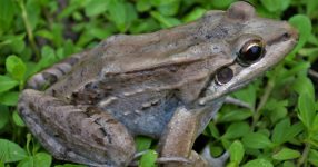 Peptiden in twee Trinidadiaanse kikkers onthullen antimicrobiële resistentie