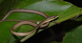 Bruine wijnslang (Horsewhip) uit Trinidad en Tobago vernoemd naar Mike Rutherford