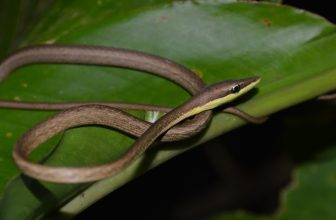 Bruine wijnslang (Horsewhip) uit Trinidad en Tobago vernoemd naar Mike Rutherford
