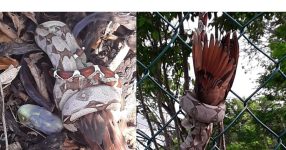 Boa constrictor voedt zich met een verscheidenheid aan prooien, waaronder duiven