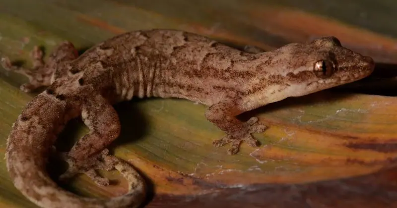 Een nieuwe hagedis opgenomen voor Trinidad & het belang van Citizen Science