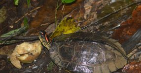 Het belang van het onderzoeken van Herpetofauna in MER’s