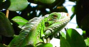 Burgermonitoring van groene leguanen in Trinidad en Tobago