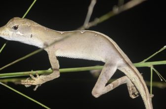 Orkanen en Anolis-hagedissen van het Caribisch gebied