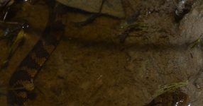 Cryptische diversiteit en een unieke reproductieve modus in een neotropische waterslang uit Trinidad