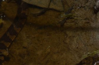 Cryptische diversiteit en een unieke reproductieve modus in een neotropische waterslang uit Trinidad