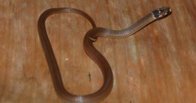 Cryptische diversiteit in de zwartkopslang uit Trinidad & Tobago?