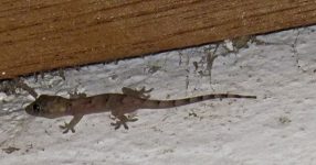 Heb je ’s nachts een vreemd dierengeluid in je huis gehoord?  Het is waarschijnlijk een gekko