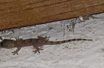 Heb je ’s nachts een vreemd dierengeluid in je huis gehoord?  Het is waarschijnlijk een gekko